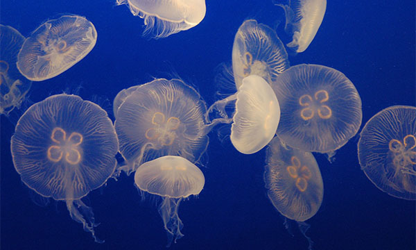 夜の水族館で癒されよう。新江ノ島水族館に「宿泊できる」イベントが女性限定で開催！neol.jp | neol.jp